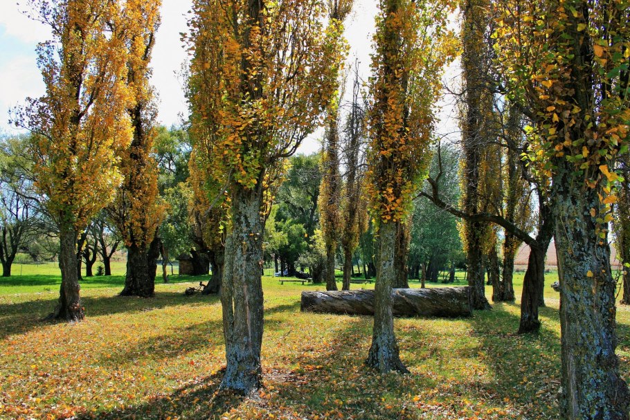 Тополь черный – Populus nigra l.