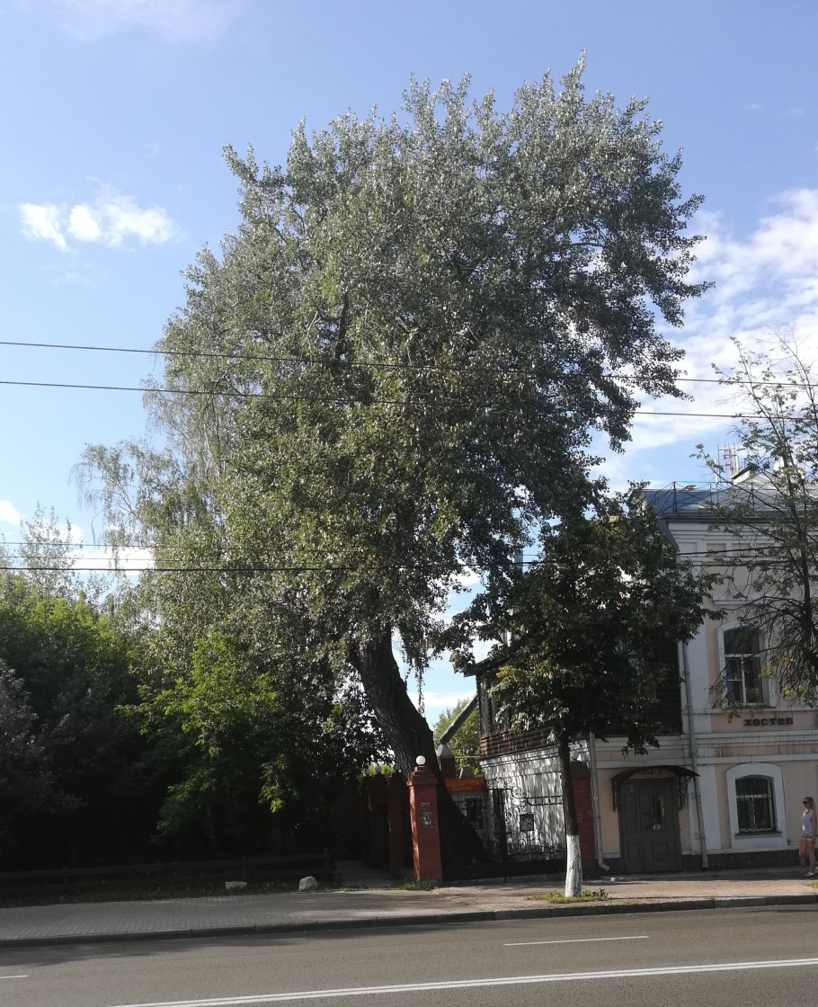 Тополь гибридный пирамидальный