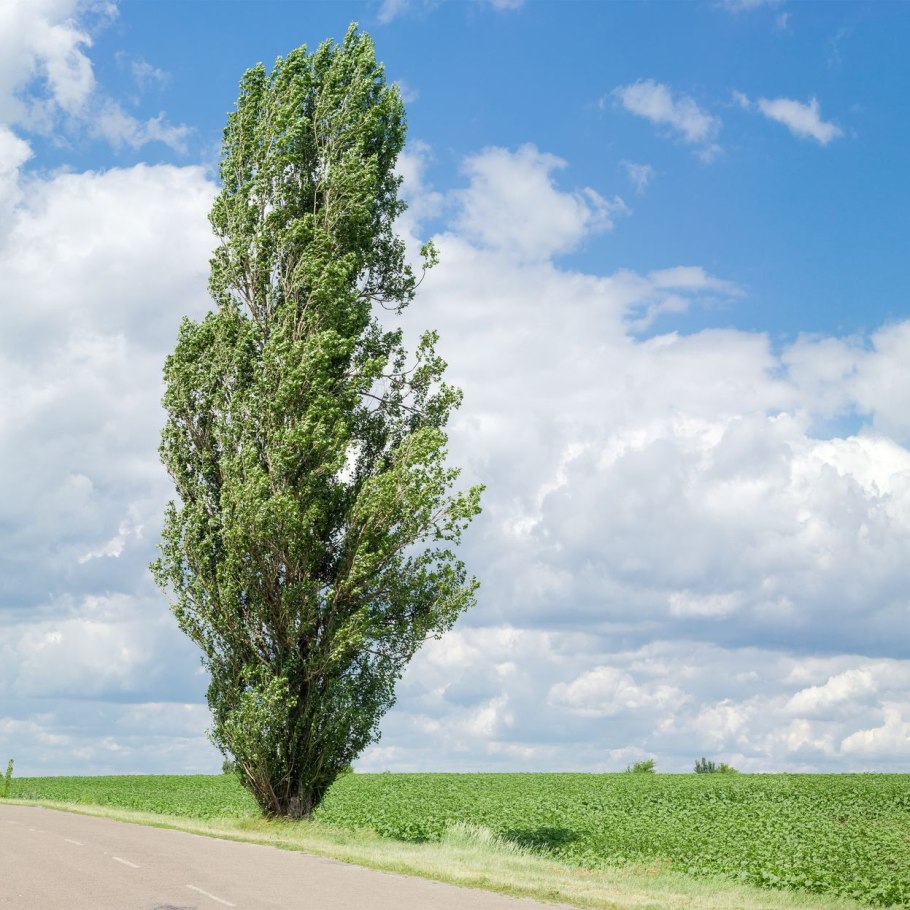 Тополь черный (Populus nigra)