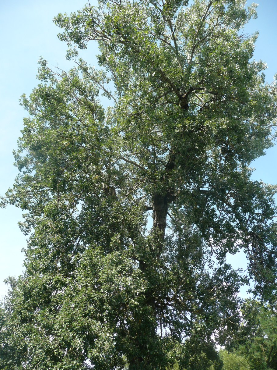Populus balsamifera