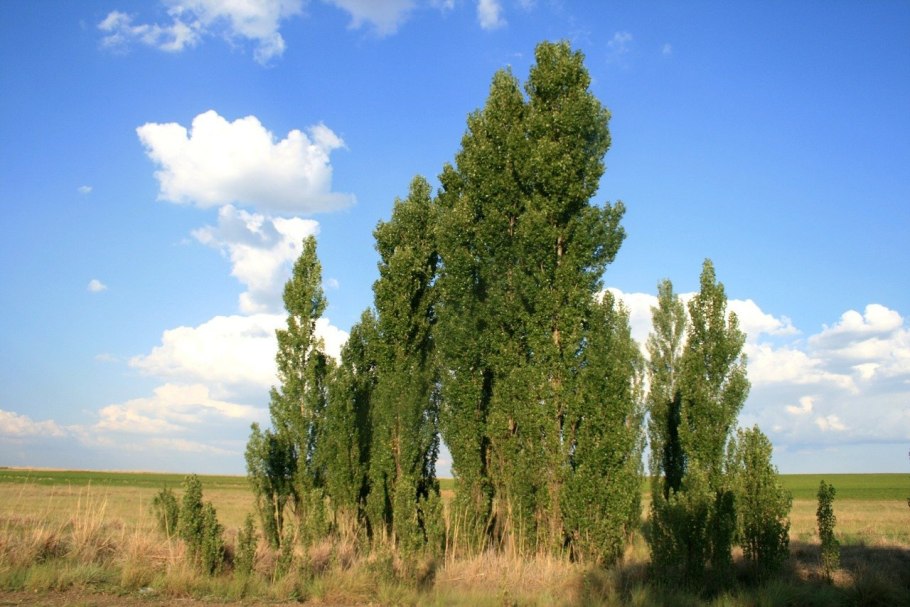 Тополь кипарисовидный