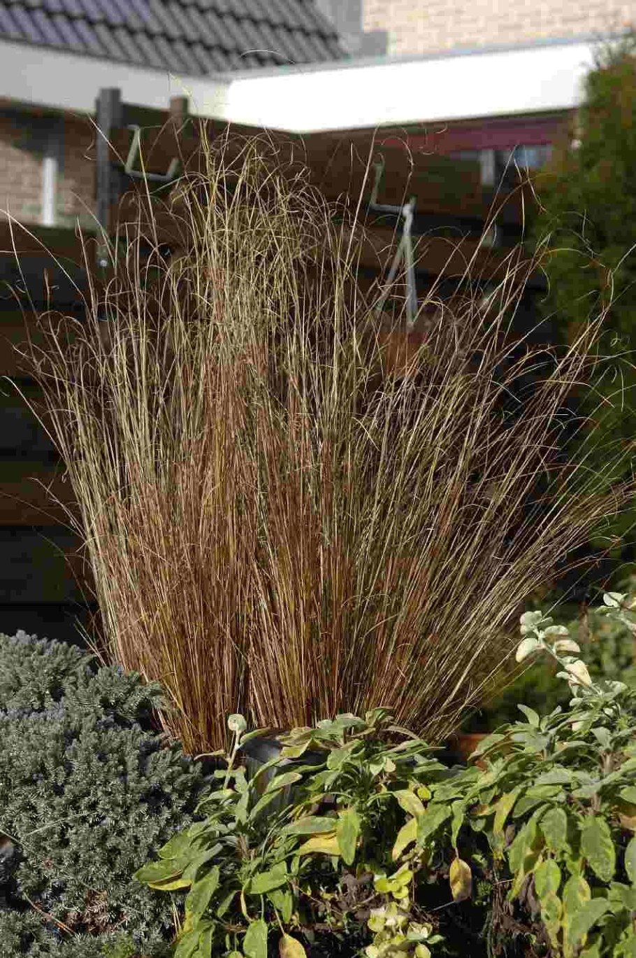 Осока Петри Милк