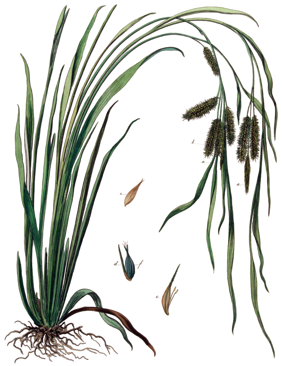 Осока Carex oshimensis Evergold