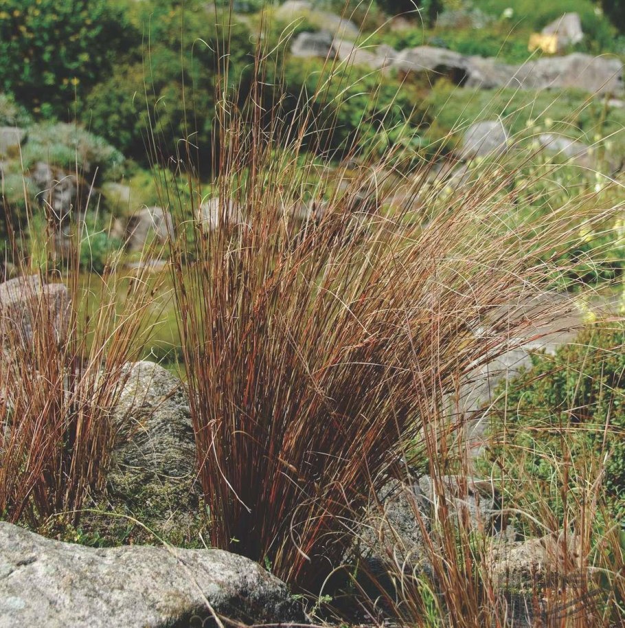 Осока влаcовидная 'Буханана'