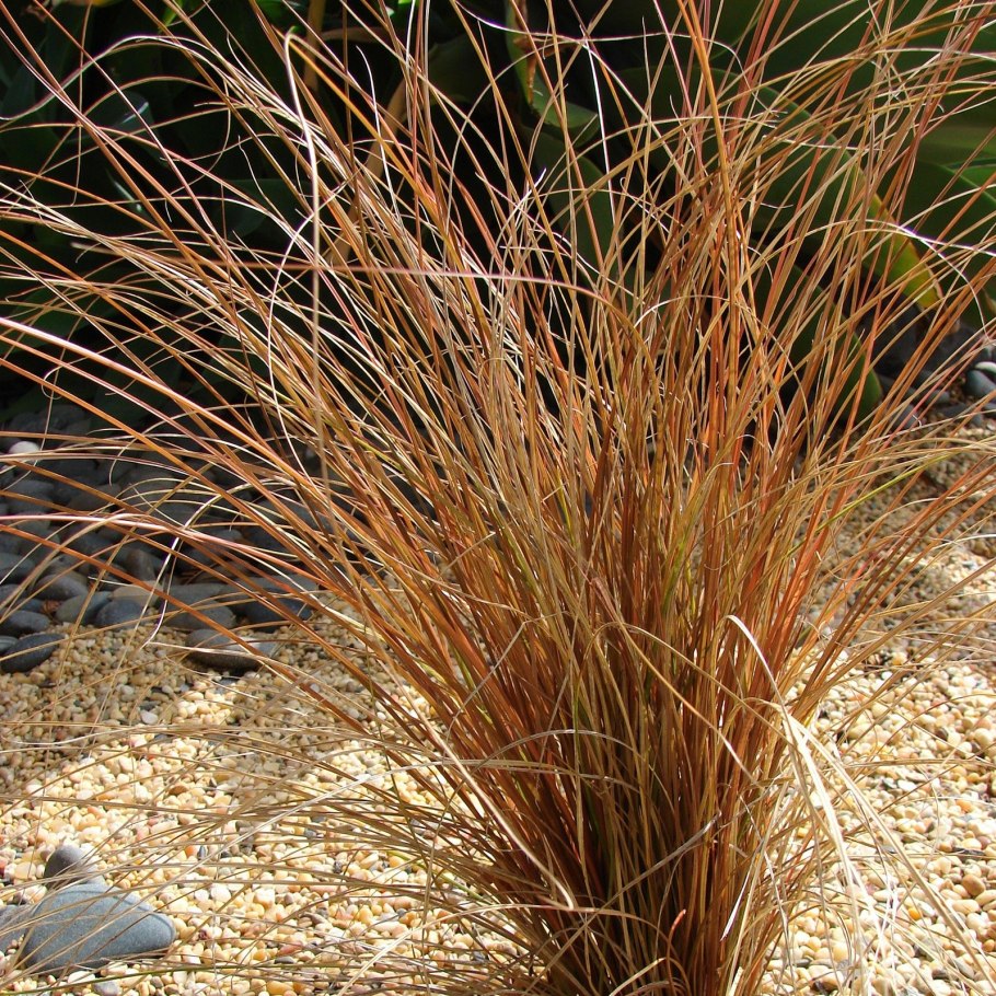 Осока Бьюкенена (Carex buchananii ‘Red Rooster’