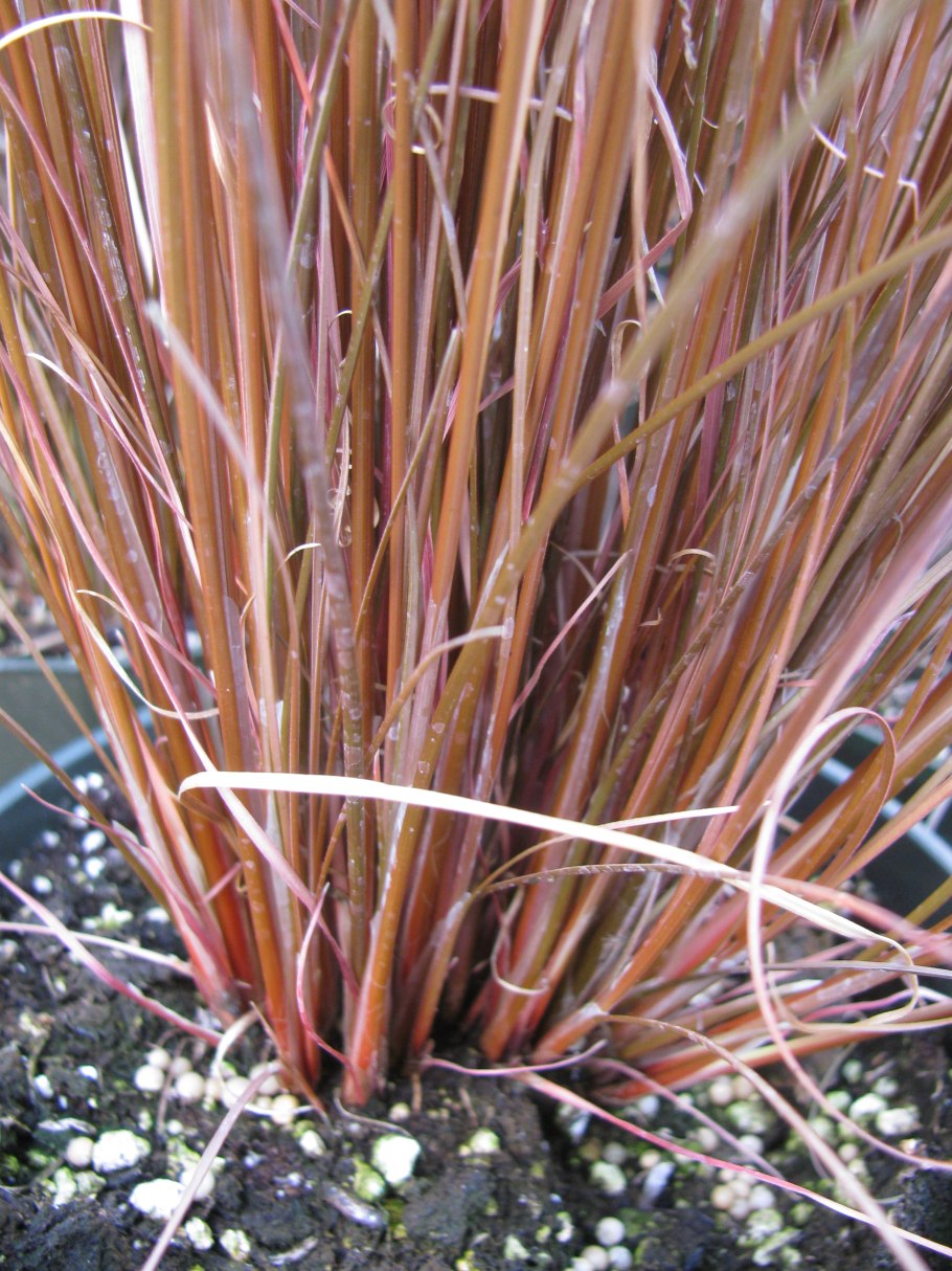Осока Крылатая (Carex elata )