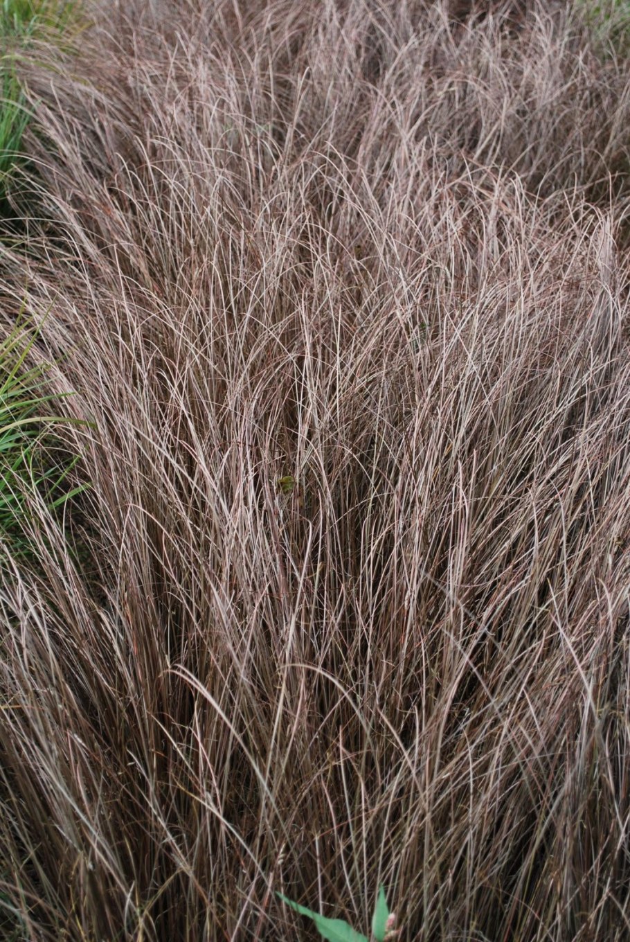 Осока ред Рустер