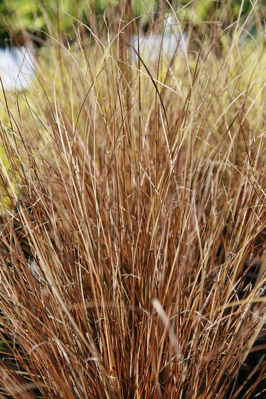 Осока ложнокурайская