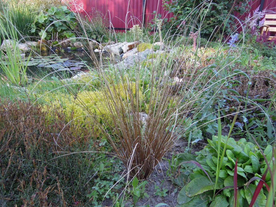 Carex testacea Prairie Fire