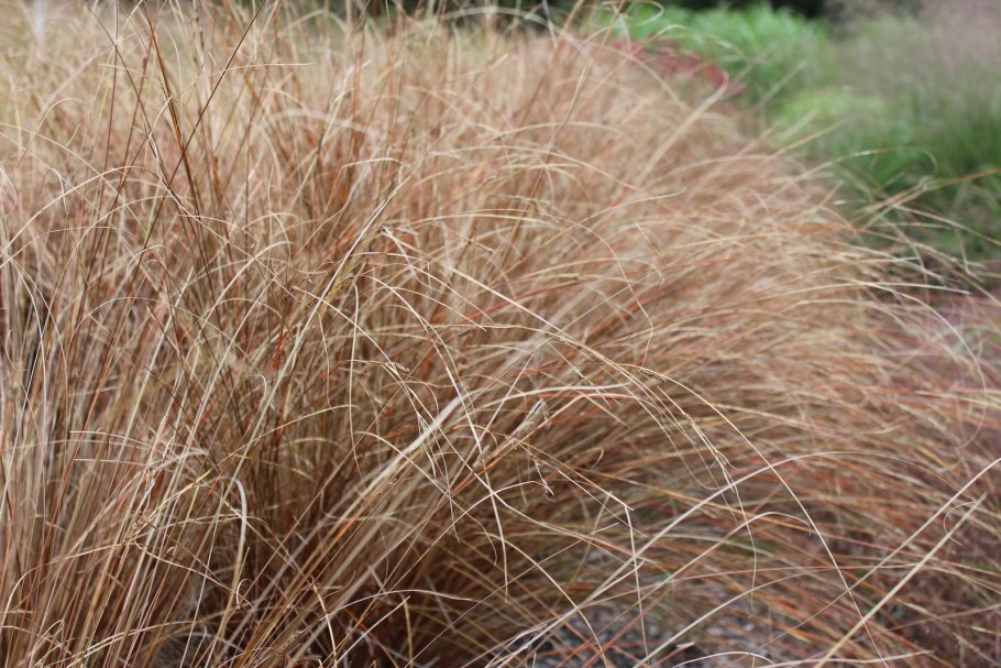 Осока Бьюкенена (Carex buchananii ‘Red Rooster’