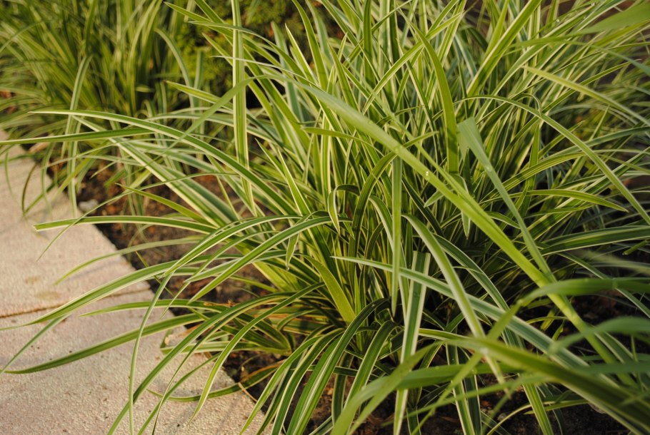 Осока красный петух