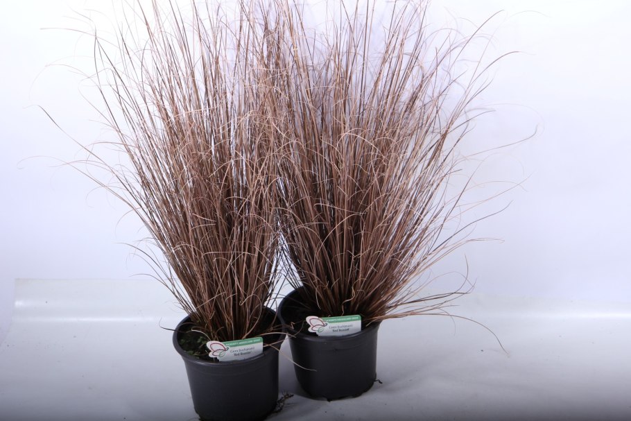 Осока buchananii