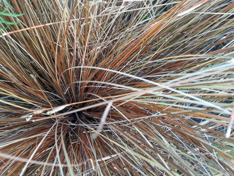 Осока косматая Bronze