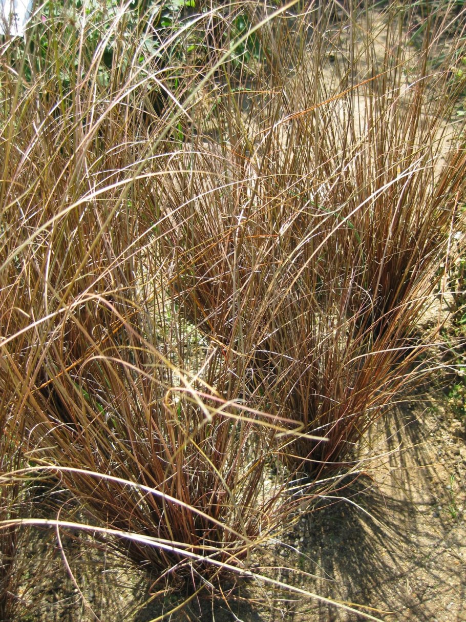 Carex buchananii