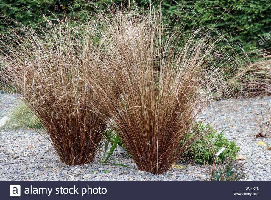 Осока Бьюкенена