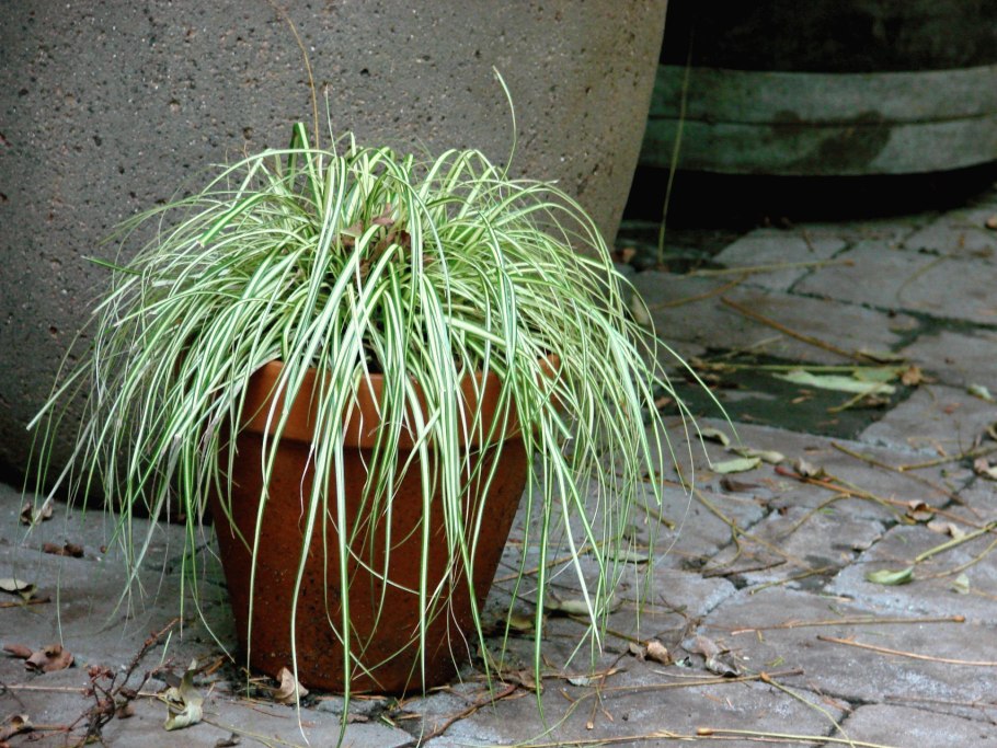 Осока власовидная Амазон