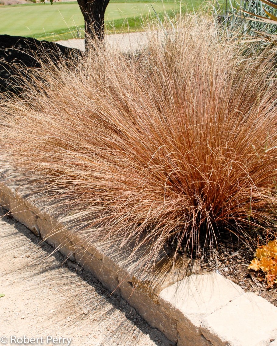 Осока Буханана Red Rooster