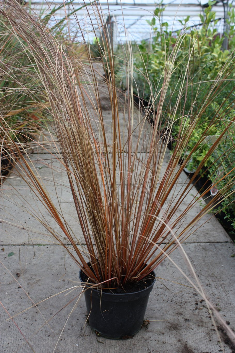 Осока Буханана фото