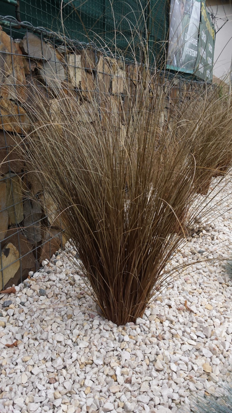 Осока ред рустер