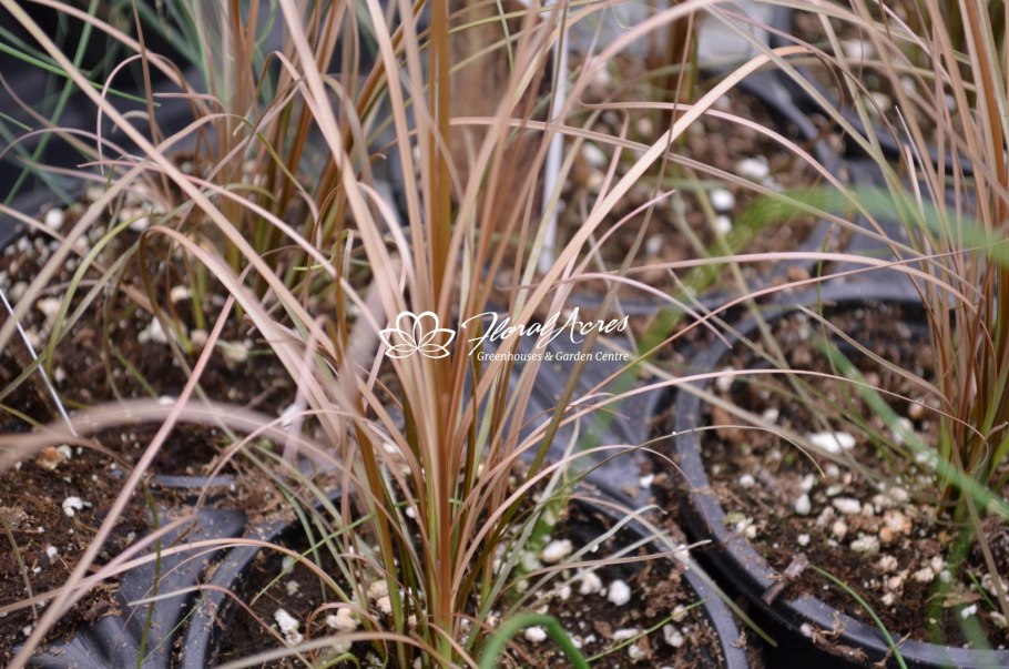 Осока Бушанана ред