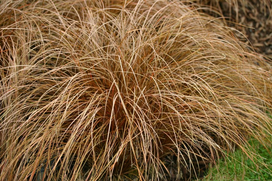 Осока просяная