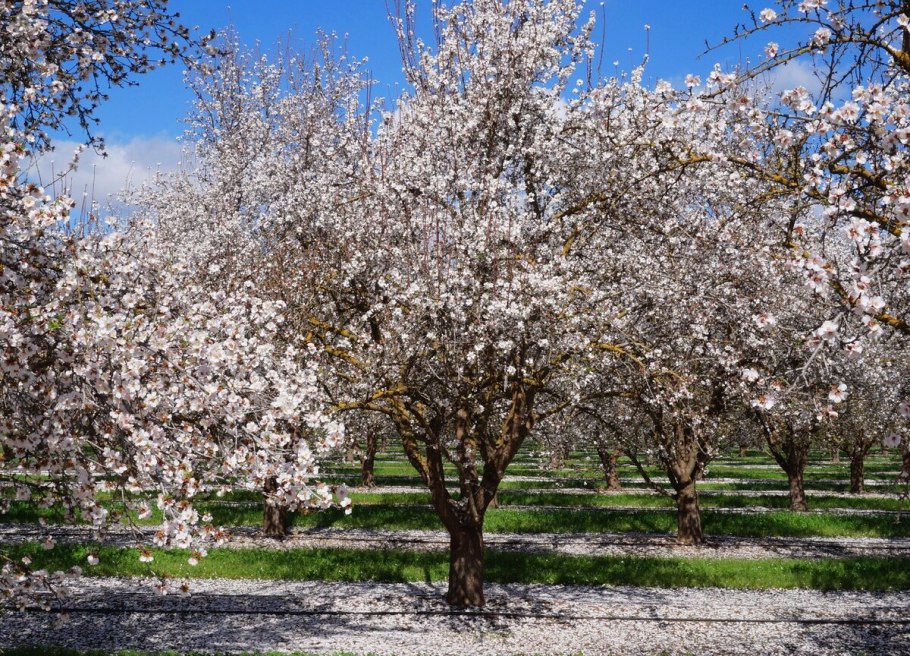 Миндаль обыкновенный (Amygdalus communis)
