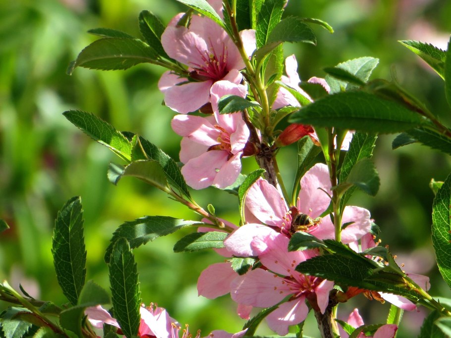 Bodom (Amygdalus l.) – миндаль