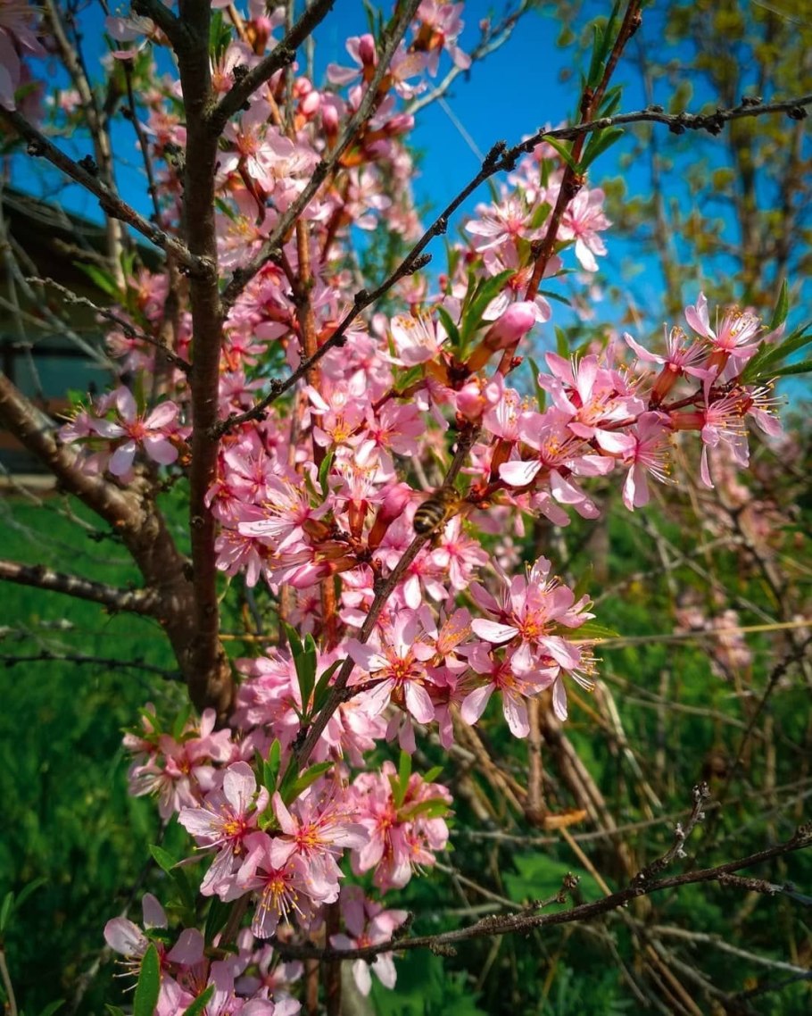 Миндаль обыкновенный (Amygdalus communis)