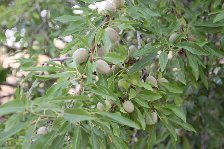 Amygdalus communis l. – миндаль обыкновенный