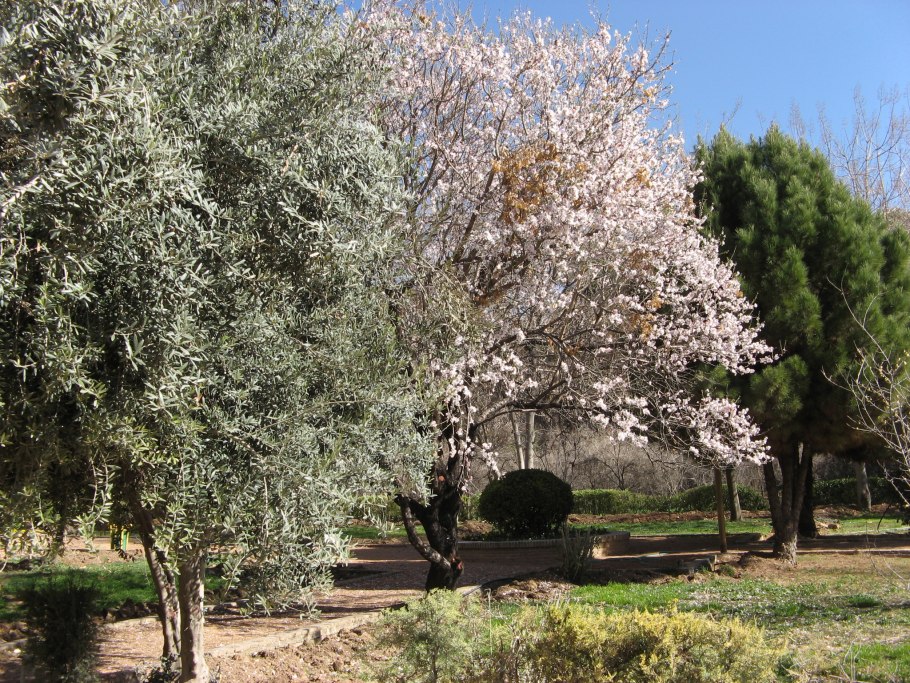 Миндаль обыкновенный (Amygdalus communis)