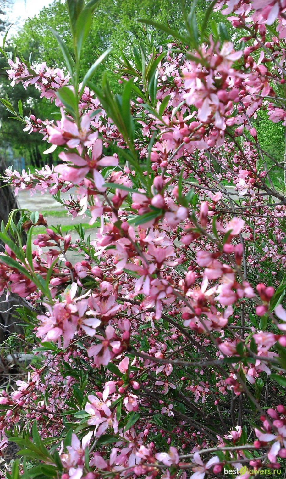 Миндаль Prunus