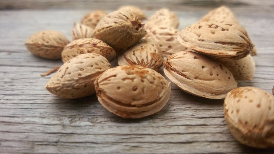 Миндаль Горький дерево