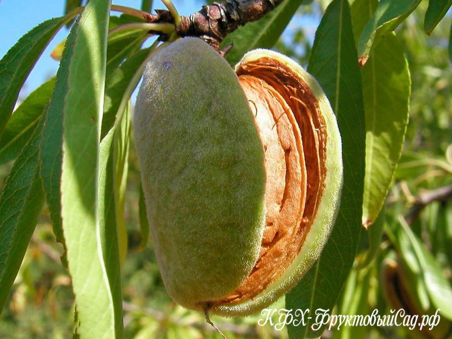 Миндаль обыкновенный (Amygdalus communis)