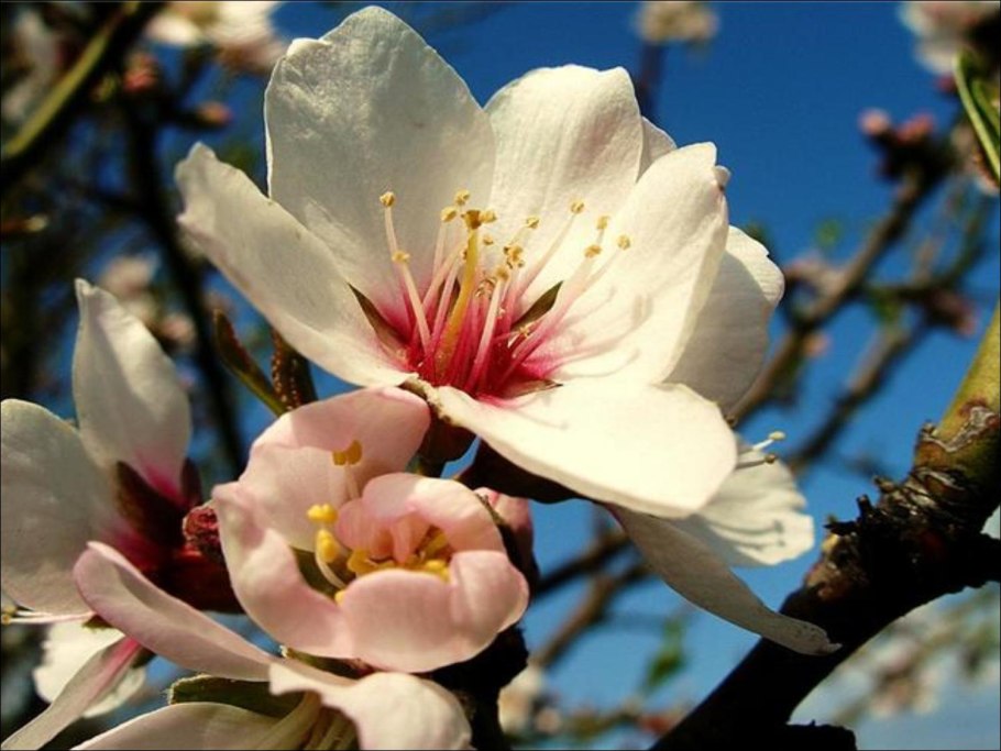 Миндаль обыкновенный дерево