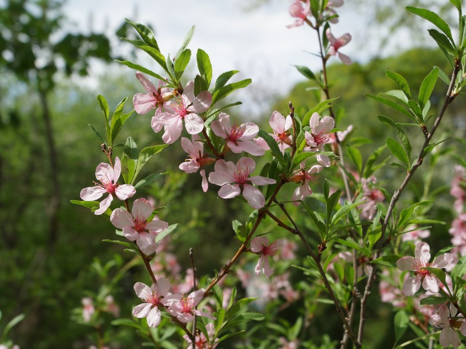 Миндаль обыкновенный (Amygdalus communis)