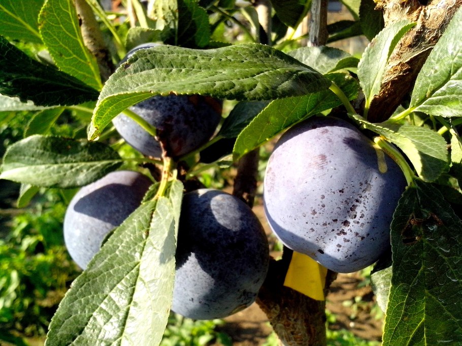 Черри слива