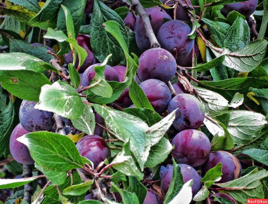 Слива Виктория в саду