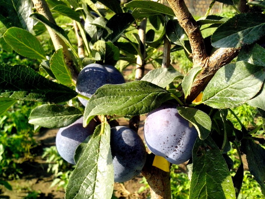 Слива колоновидная Империал