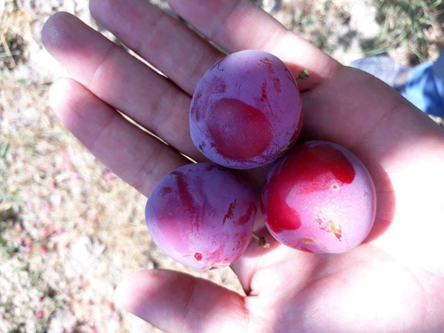 Карликовая яблоня Фуджинон