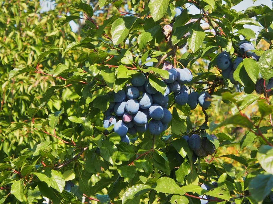 Слива цистена Prunus cistena