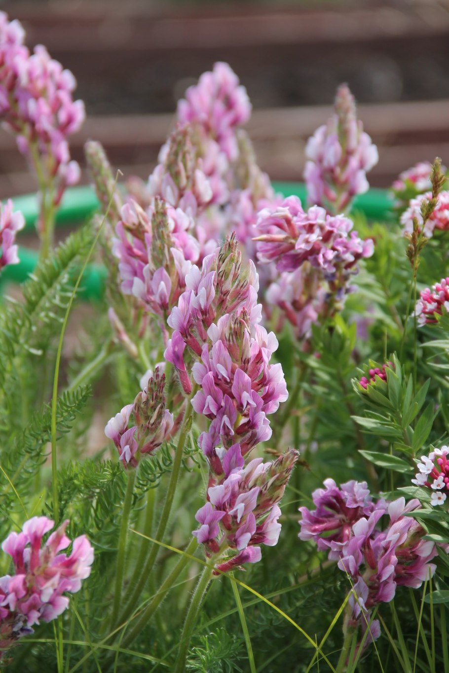 Тимьян ползучий (Thymus serpyllum)