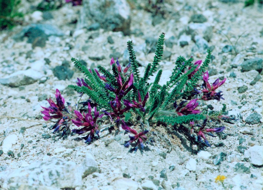 Астрагал и Остролодочник