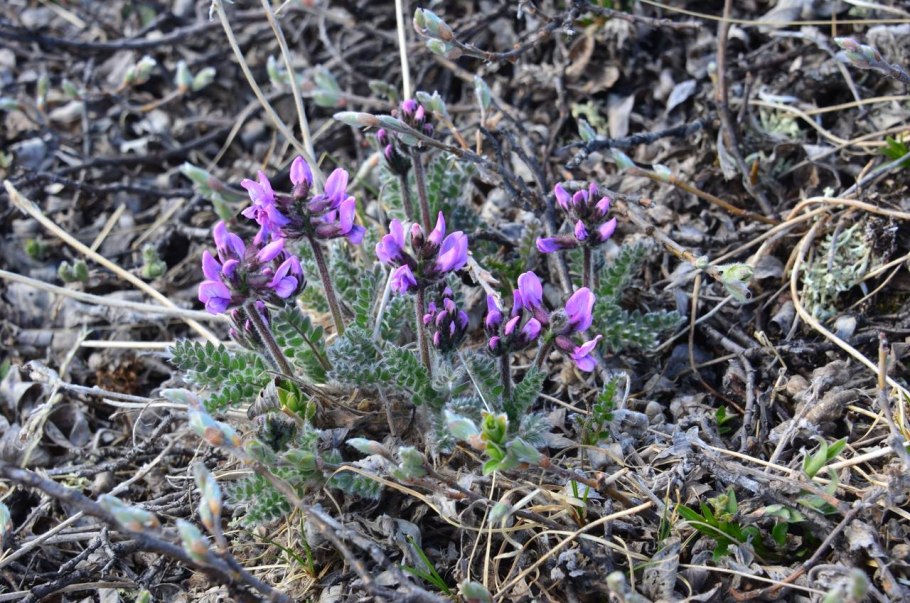 Остролодочник Чуйский oxytropis tschujae