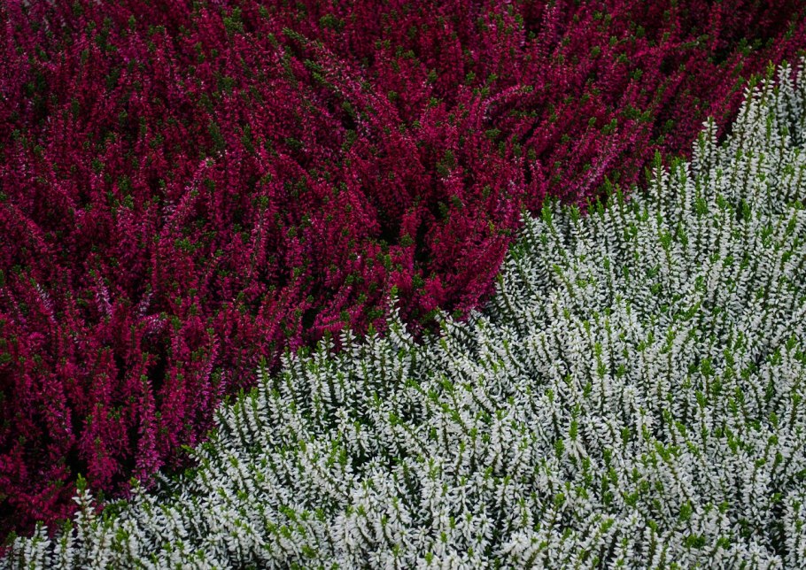 Вереск Calluna vulgaris