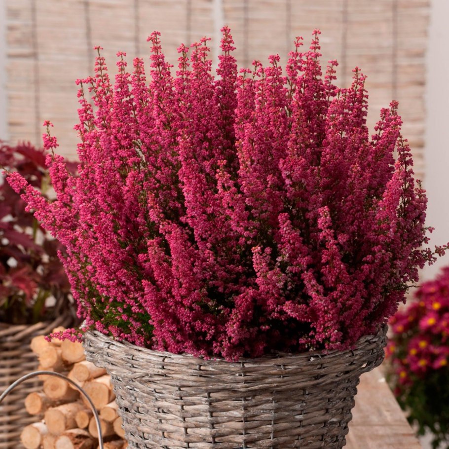 Вереск Calluna Erica