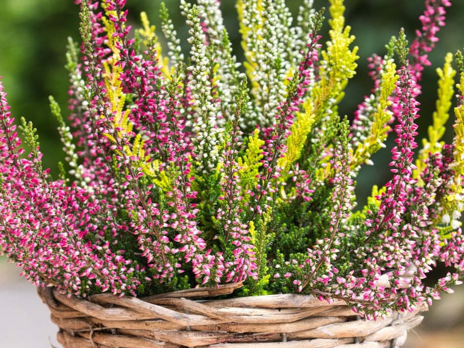 Вереск Каллуна Эрика