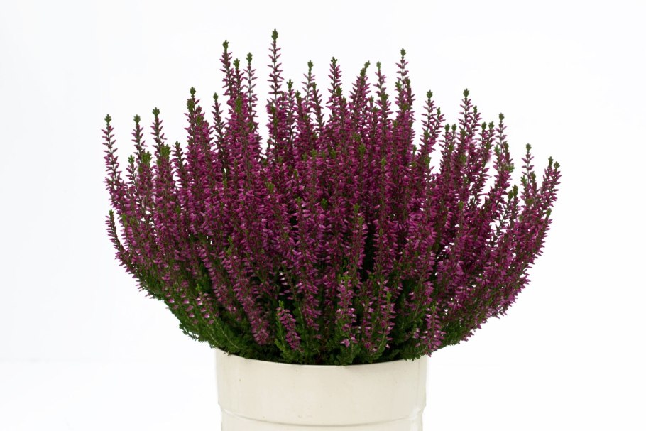 Эрика травянистая