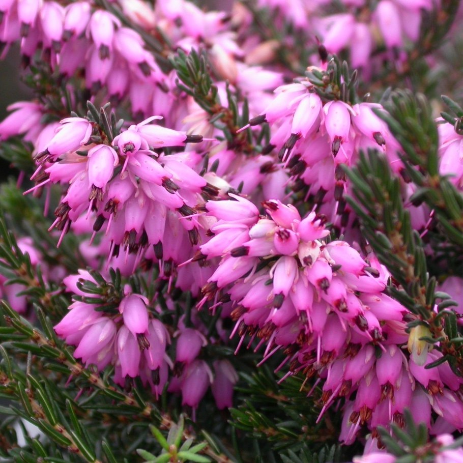Erica carnea растение