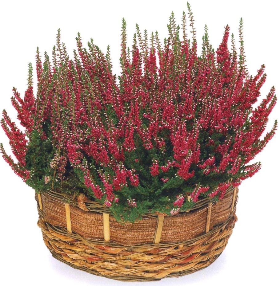 Calluna vulgaris Carmen