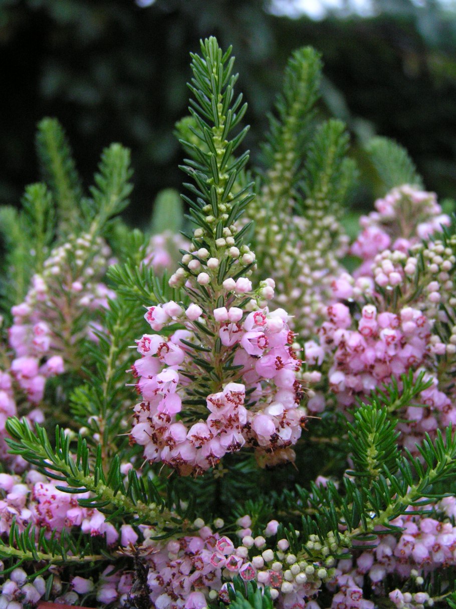 Эрика Вересковая можжевеловая